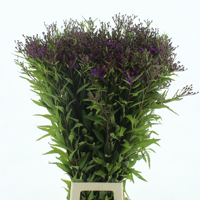 <h4>Vernonia Mammuth</h4>