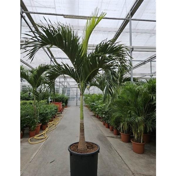 <h4>Veitchia merrillii</h4>