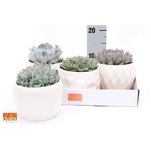 Echev Gem Decopot