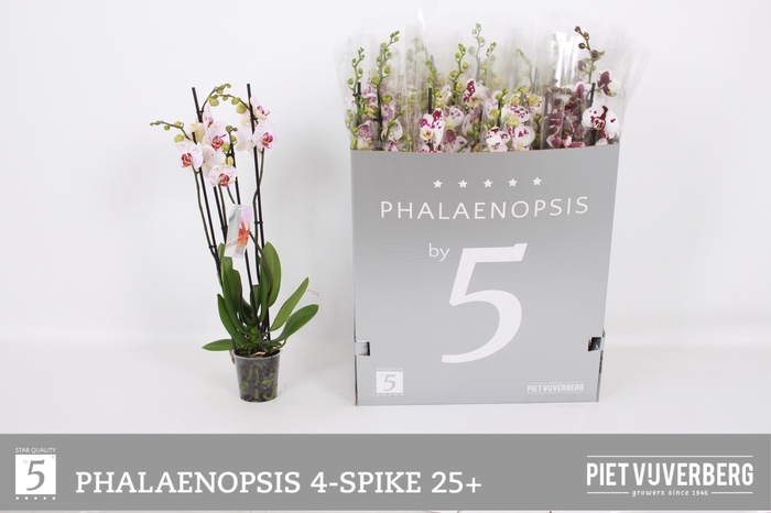 <h4>PHAL OV WIT</h4>