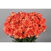 Dianthus St Indiana