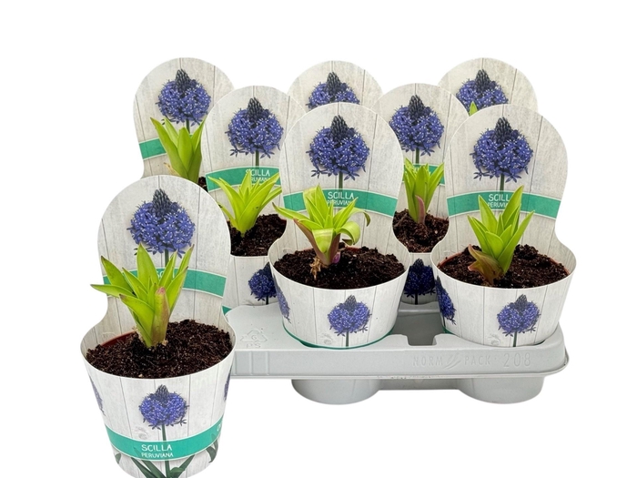 <h4>SCIL CAR JEWEL BLUE</h4>