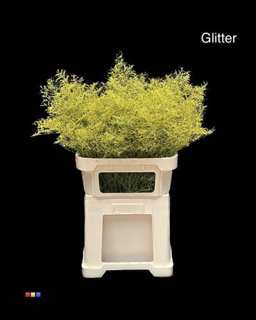 <h4>Limonium Yellow + Glitter Bio</h4>