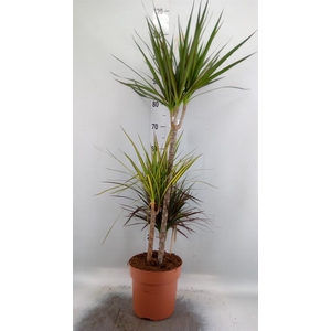 Dracaena marg.   ..mix 3