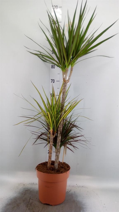 <h4>Dracaena marg. ..mix 3</h4>