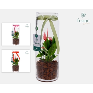 Glazen vaas met Anthurium