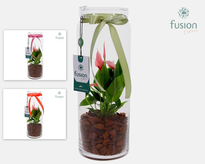 <h4>Glazen vaas met Anthurium</h4>