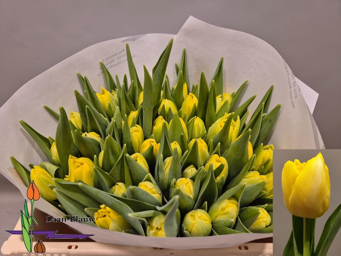 <h4>TU DU MARIE JO</h4>