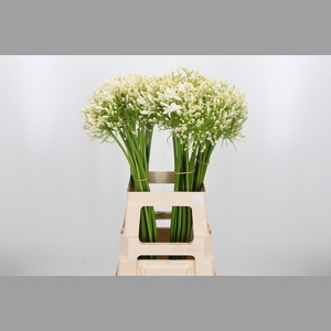 Agapanthus Umbellatus Album