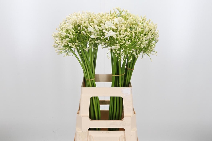 <h4>Agapanthus Umbellatus Album</h4>