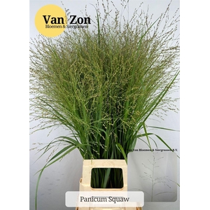 Panicum Vi. Squaw