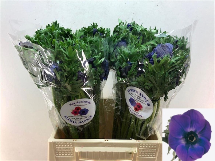 <h4>ANEM CO GALIL BLAUW</h4>