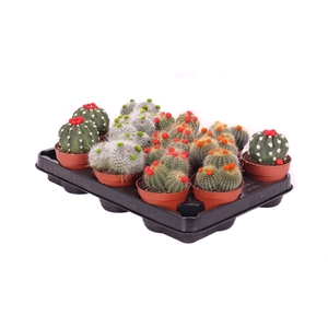 Cactus stro 8,5 cm