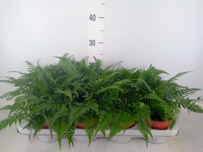 <h4>Athyrium   ...</h4>