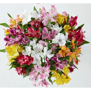 ALSTROMERIA MIX 70