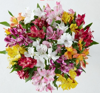<h4>ALSTROEMERIA ASSORTED</h4>