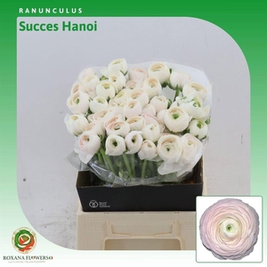RANUNCULUS  'SUCCESS HANOI' 35GR