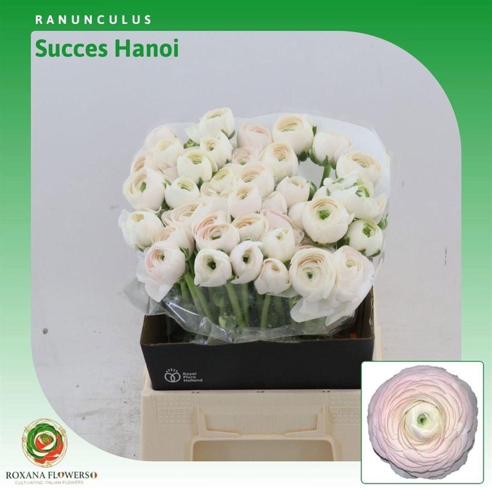 <h4>RANUNCULUS  'SUCCESS HANOI' 35GR</h4>