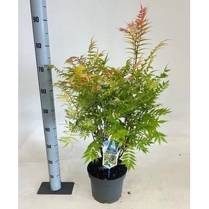 SORBARIA SORB SEM