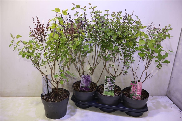 <h4>arr8 Syri Ov</h4>