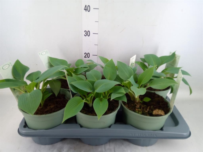 <h4>Hosta   ...</h4>