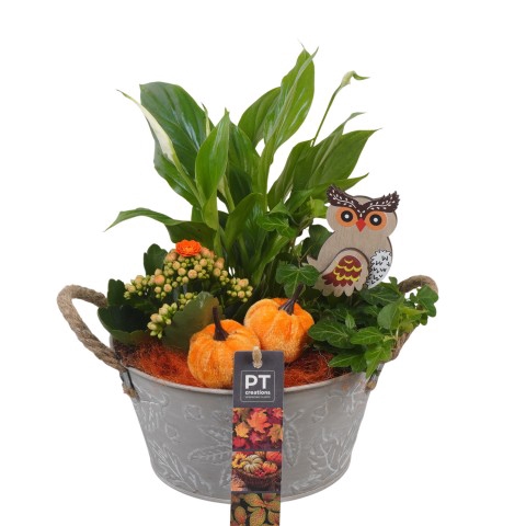 <h4>PTHI5337 Arrangementen kamerplanten</h4>
