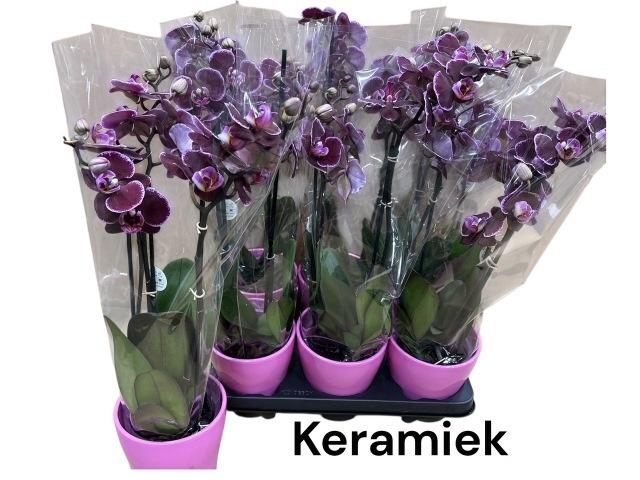 <h4>ARR PHALA MT 14+</h4>