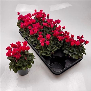 Cycl Md Garden Outdoor