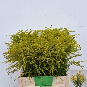 SOLI STRAHLENKRONE