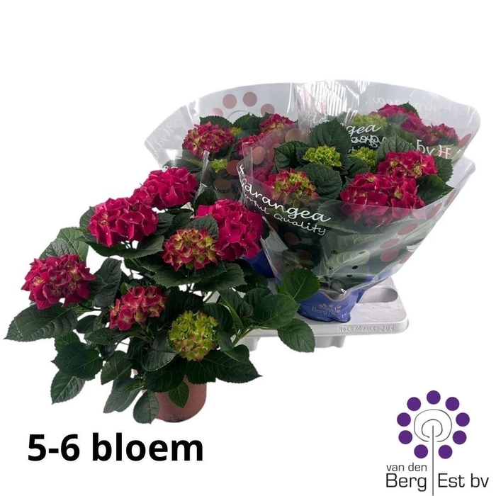 <h4>HYDR SPEEDY RED P14 5+</h4>