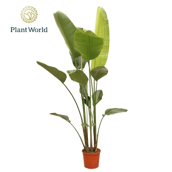 <h4>Strelitzia Nicolai 6 PP (zonder bloem) 225-250 cm</h4>