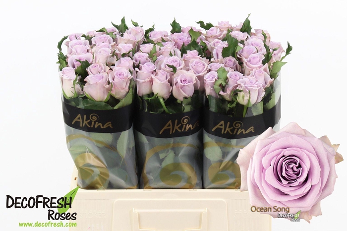 <h4>R Gr Ocean Song</h4>