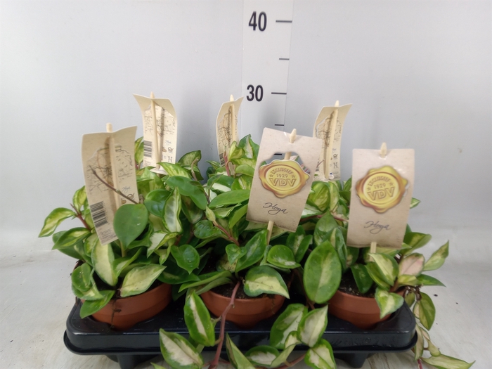 <h4>Hoya carnosa 'Tricolor'</h4>