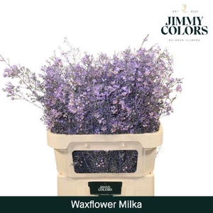 Waxflower premium L80 Milka