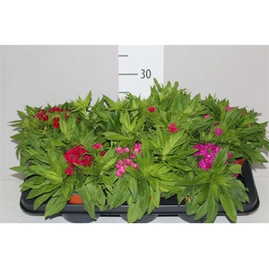 Dianthus Ba Barbarini Gemengd