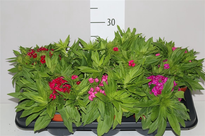 <h4>Dianthus Ba Barbarini Gemengd</h4>