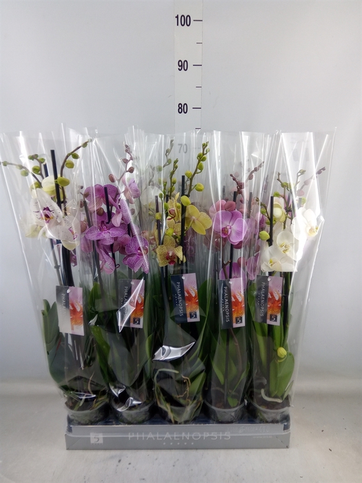 <h4>Phalaenopsis   ...mix  7</h4>