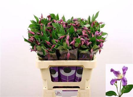 <h4>Clematis Amazing Rome 60cm</h4>
