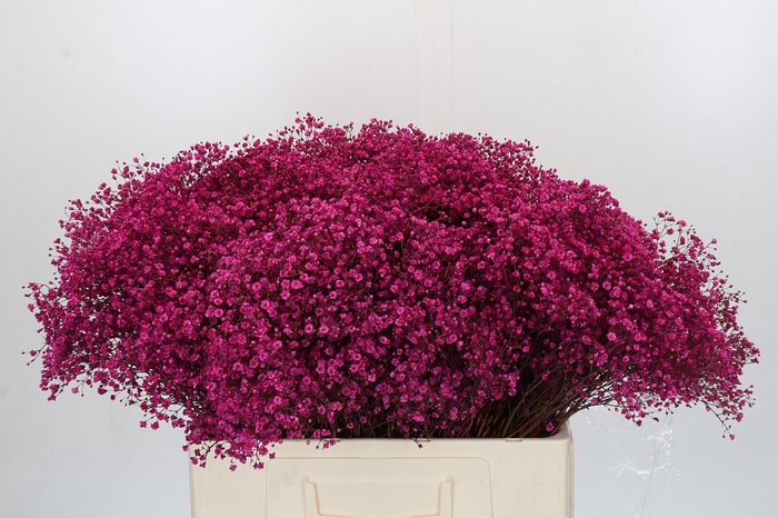 <h4>Gyps Kleurbehandeld Cerise</h4>