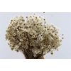 Dried Glixia Natural Bunch