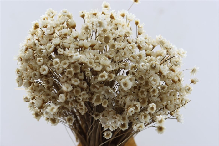 Dried Glixia Natural Bunch