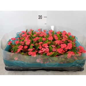 Euphorbia milii   ...mix