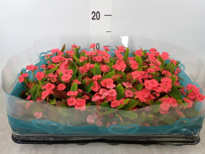 <h4>Euphorbia milii   ...mix</h4>