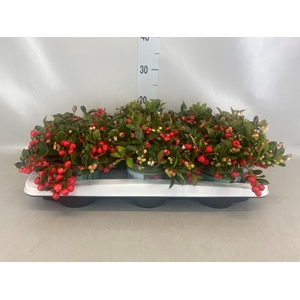 Gaultheria proc.