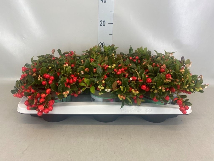 <h4>Gaultheria proc.</h4>