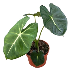Alocasia Overig Micholitziana