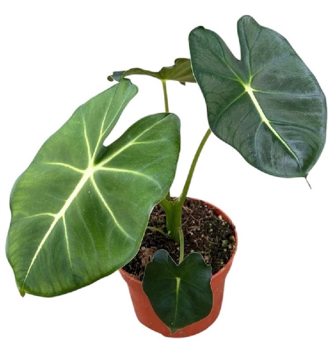<h4>Alocasia Overig Micholitziana</h4>