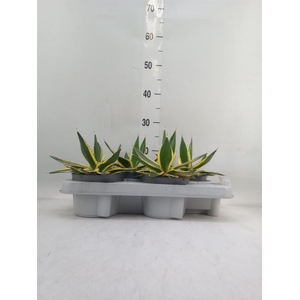 Agave lophantha 'Quadricolor'