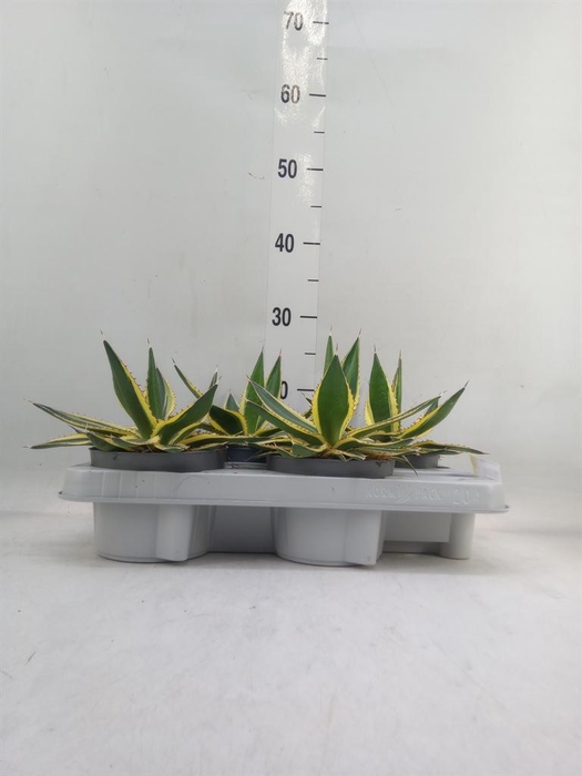 <h4>Agave lophantha 'Quadricolor'</h4>