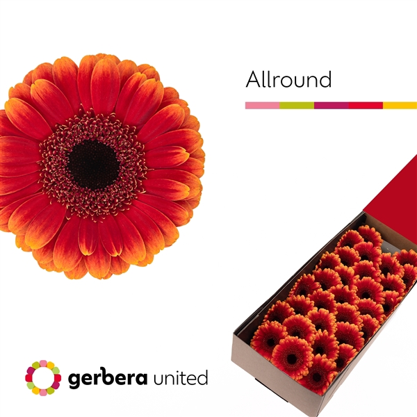 <h4>Ge Mi Allround Box United</h4>